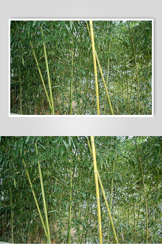 竹子竹林竹叶高清图片