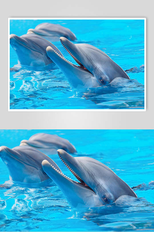 海豚海洋世界海底世界D立体图海报