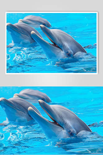 海豚海洋世界海底世界D立体图海报