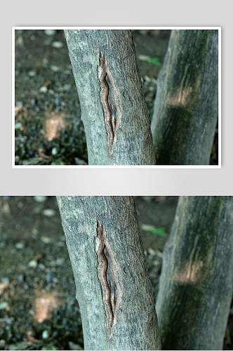树皮树纹老树裂纹岁月摄影图