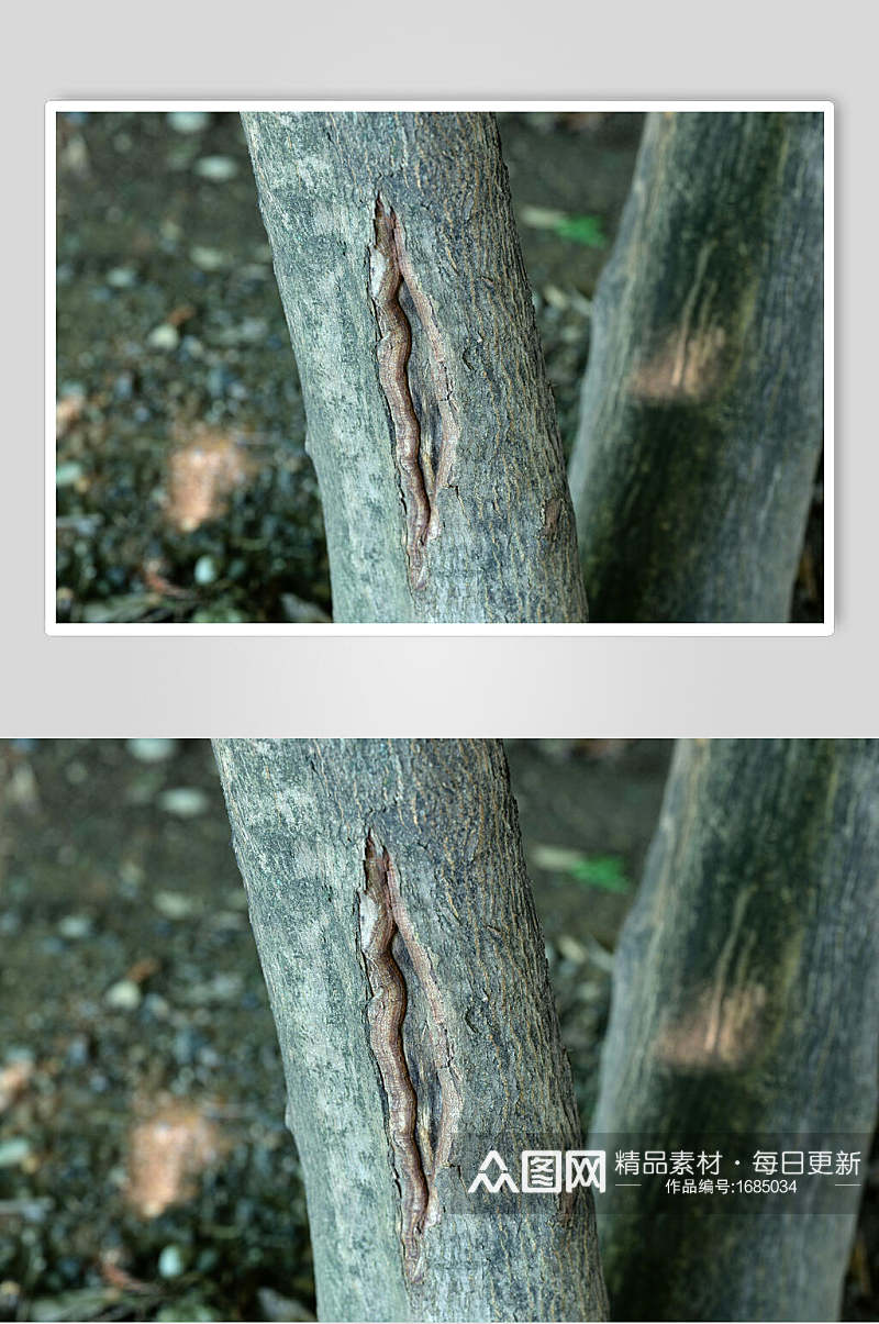 树皮树纹老树裂纹岁月摄影图素材