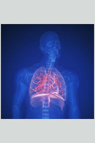 心脏肺部人体器官图片