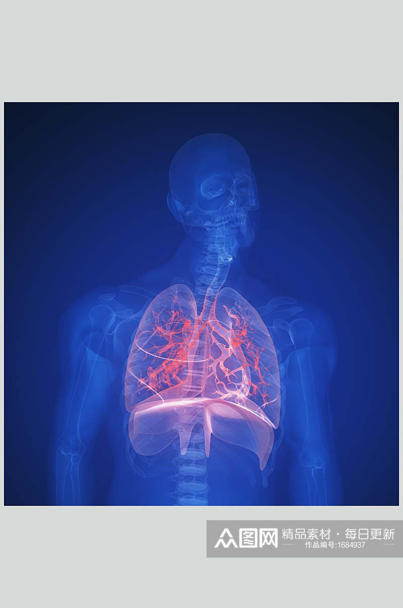 心脏肺部人体器官图片素材