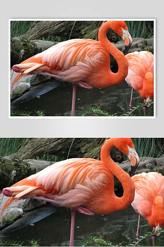 野生动物粉红色鸟类火烈鸟摄影图