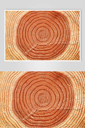 树木年轮纹理树皮摄影图