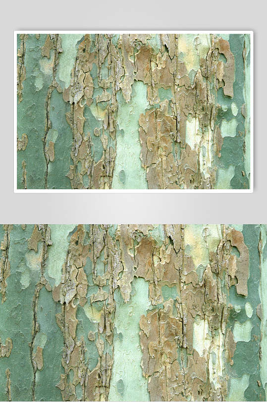 淡绿色清新树木树皮肌理摄影图