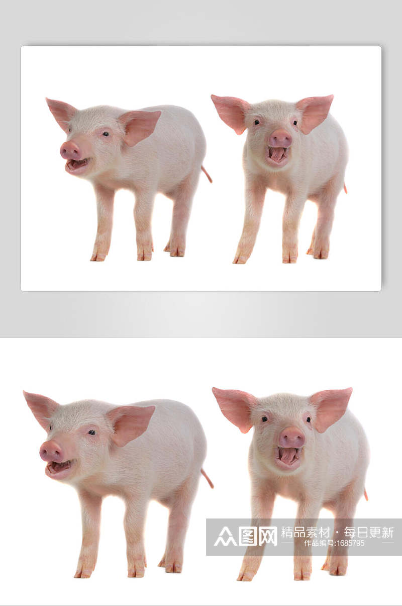 粉色猪烤乳猪免扣摄影图素材
