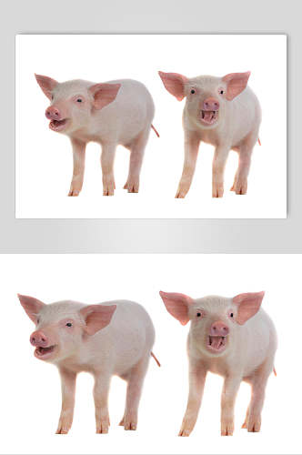 粉色猪烤乳猪免扣摄影图