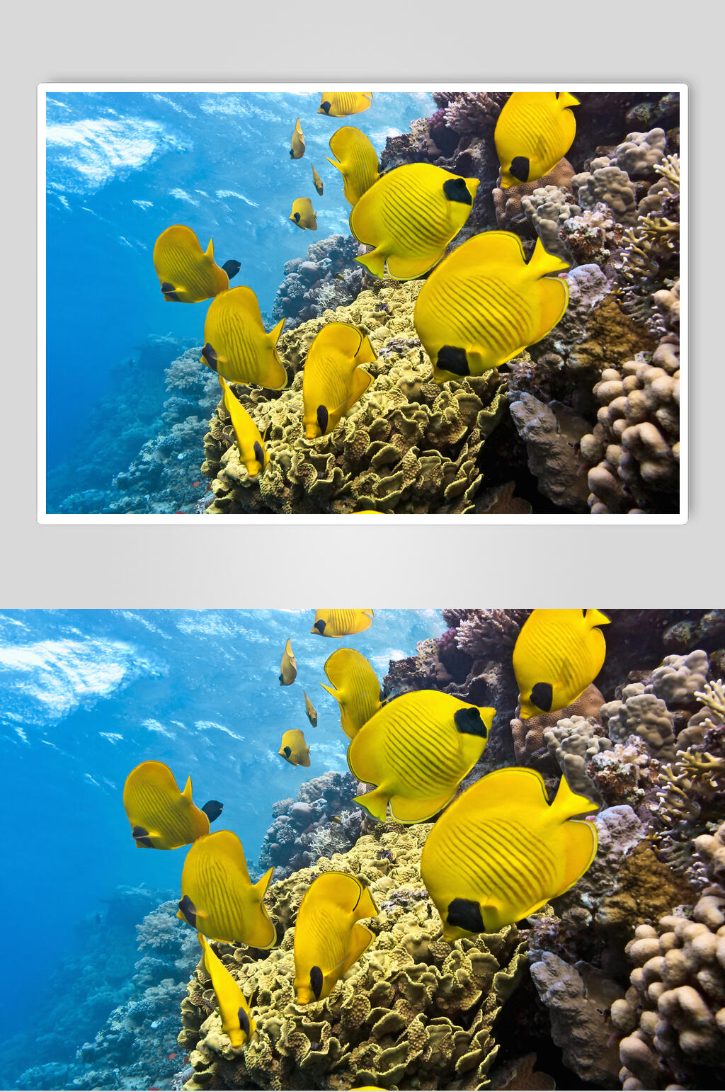 海洋世界海底世界3D立体图珊瑚和鱼素材