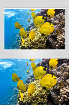 海洋世界海底世界3D立体图珊瑚和鱼