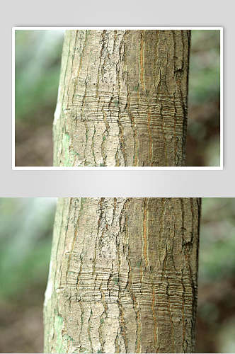 树皮树纹摄影图片