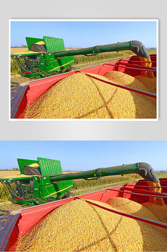 麦子麦田收割机运作细节近景图片