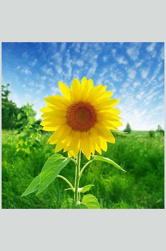 唯美向日葵高清摄影图