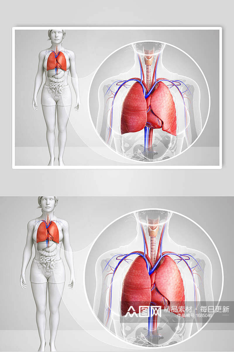 医学心脏肺部人体器官图片素材