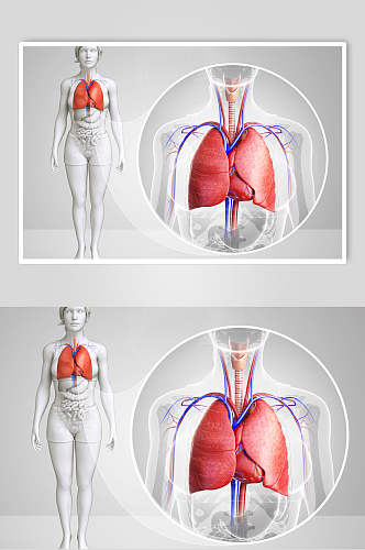 医学心脏肺部人体器官图片