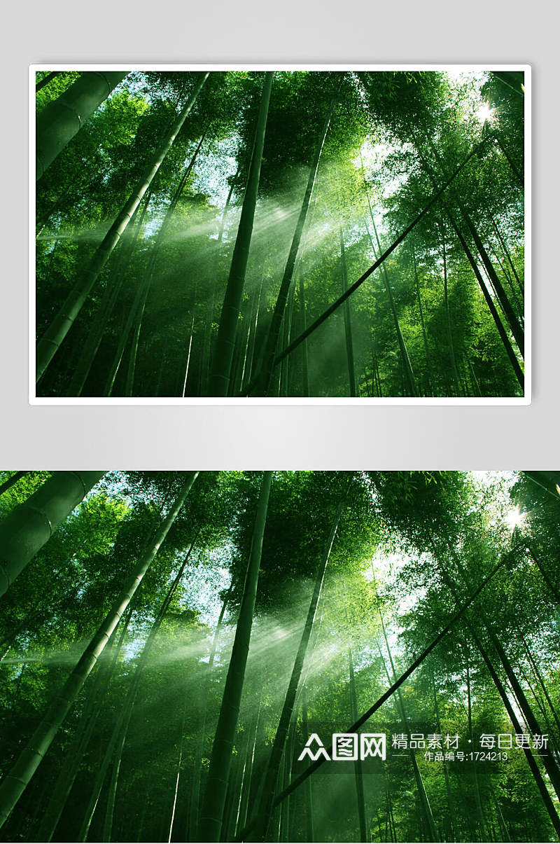 竹子竹林阳光仰视图片素材