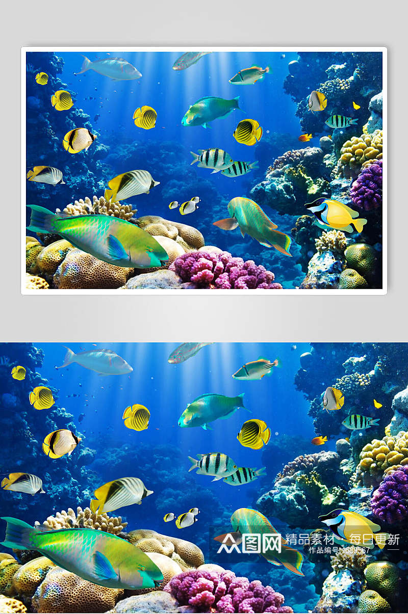海洋生物海洋世界海底世界D立体图素材