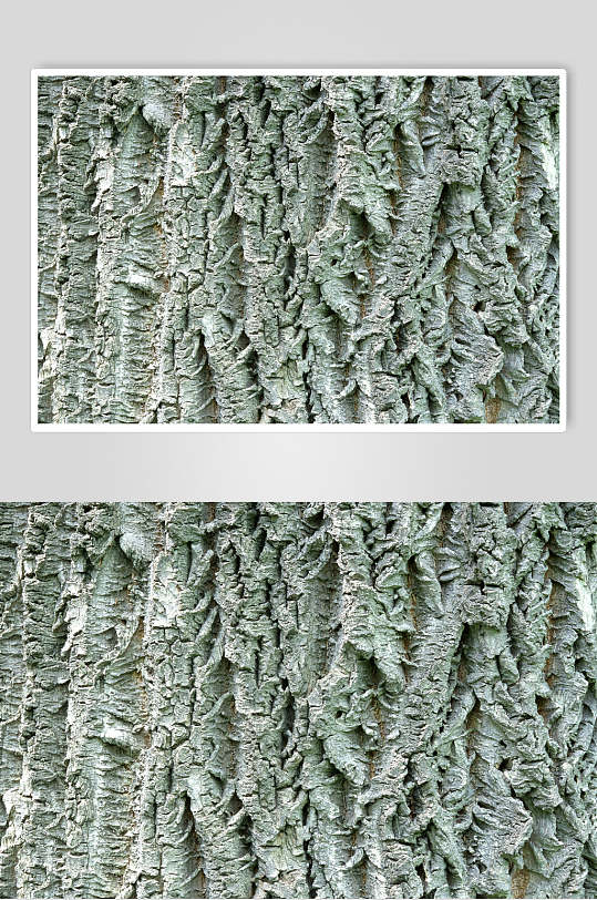枯老灰绿色树皮树纹图片