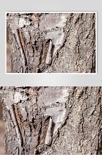 树皮树纹条纹纹理摄影视觉