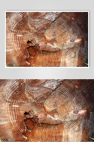 树皮树纹年轮树龄摄影视觉