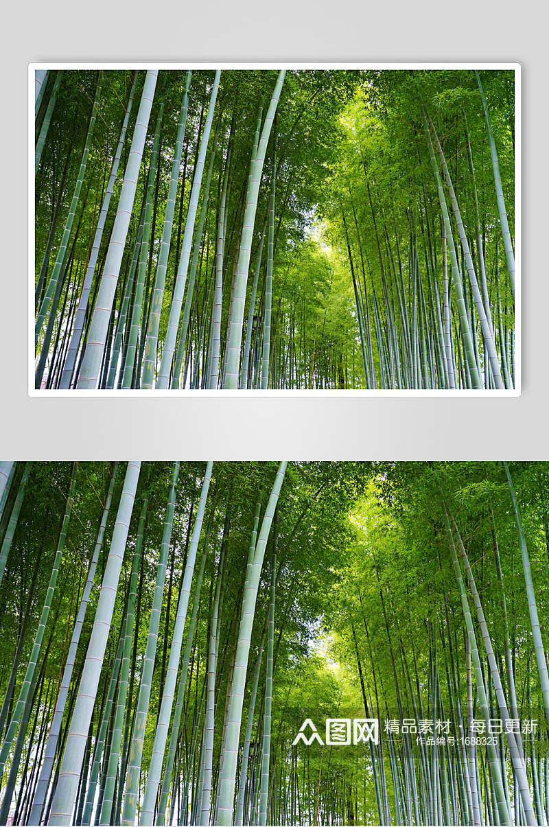竹子竹林绿色图片素材