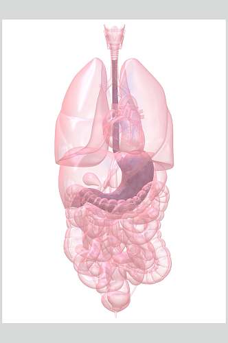 心脏肺部人体器官高清图片