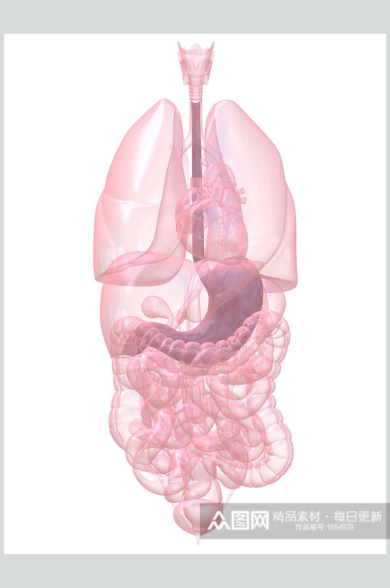 心脏肺部人体器官高清图片素材
