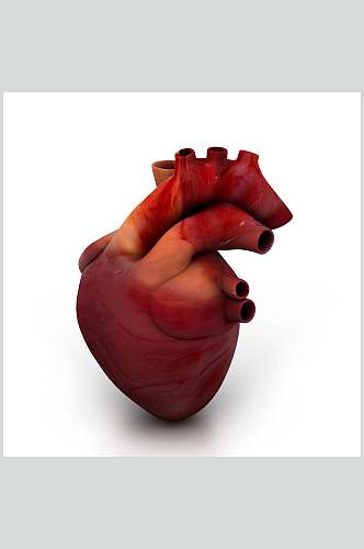 红色心脏肺部人体器官特写图片