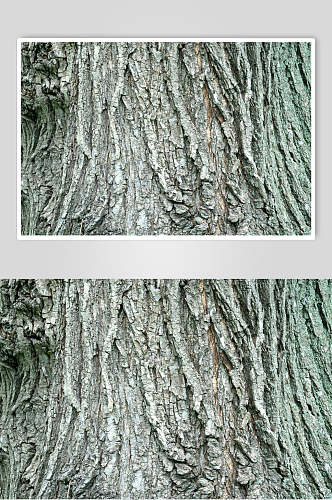 年老树皮干裂树纹图片