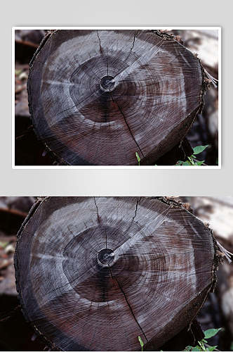 深色实拍树皮底纹摄影图