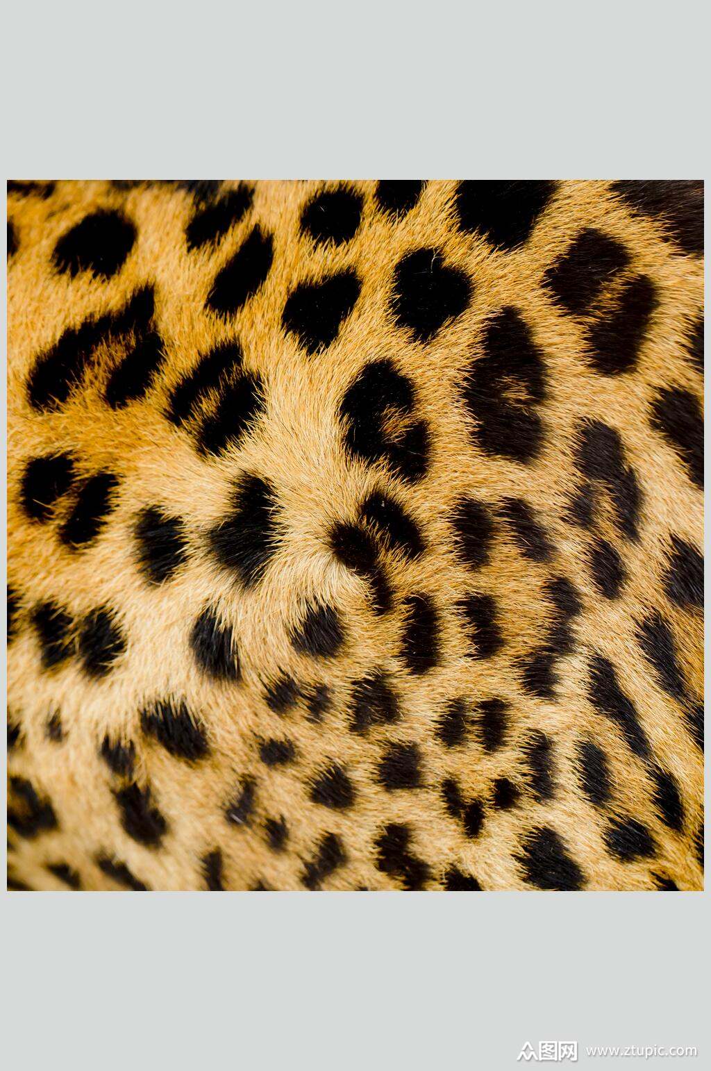 兽纹豹纹野兽皮毛高清摄影图片