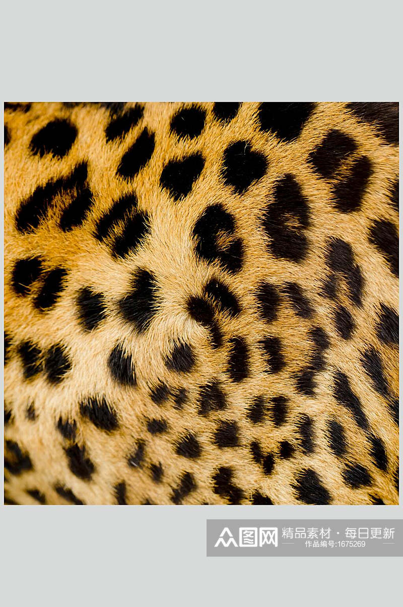 兽纹豹纹野兽皮毛高清摄影图片素材