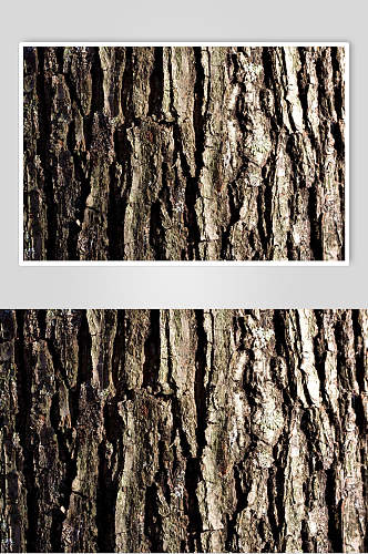 深棕色树木树皮肌理摄影图