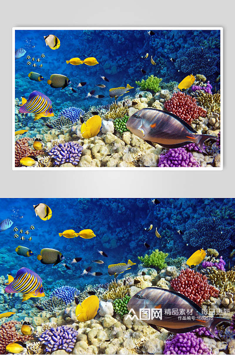 鱼类海洋世界海底世界D立体图素材