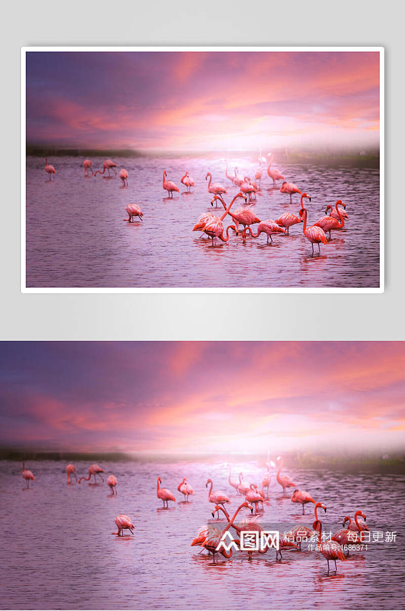 梦幻紫色天空火烈鸟栖息地摄影图高清图片素材素材