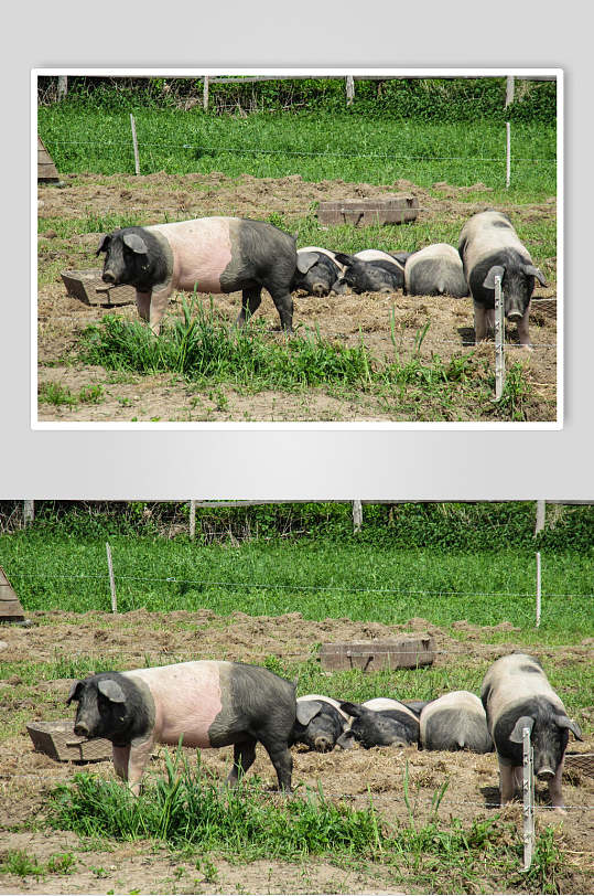小花猪一群猪饲养猪摄影图