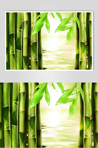 绿色竹子竹林中景高清图片