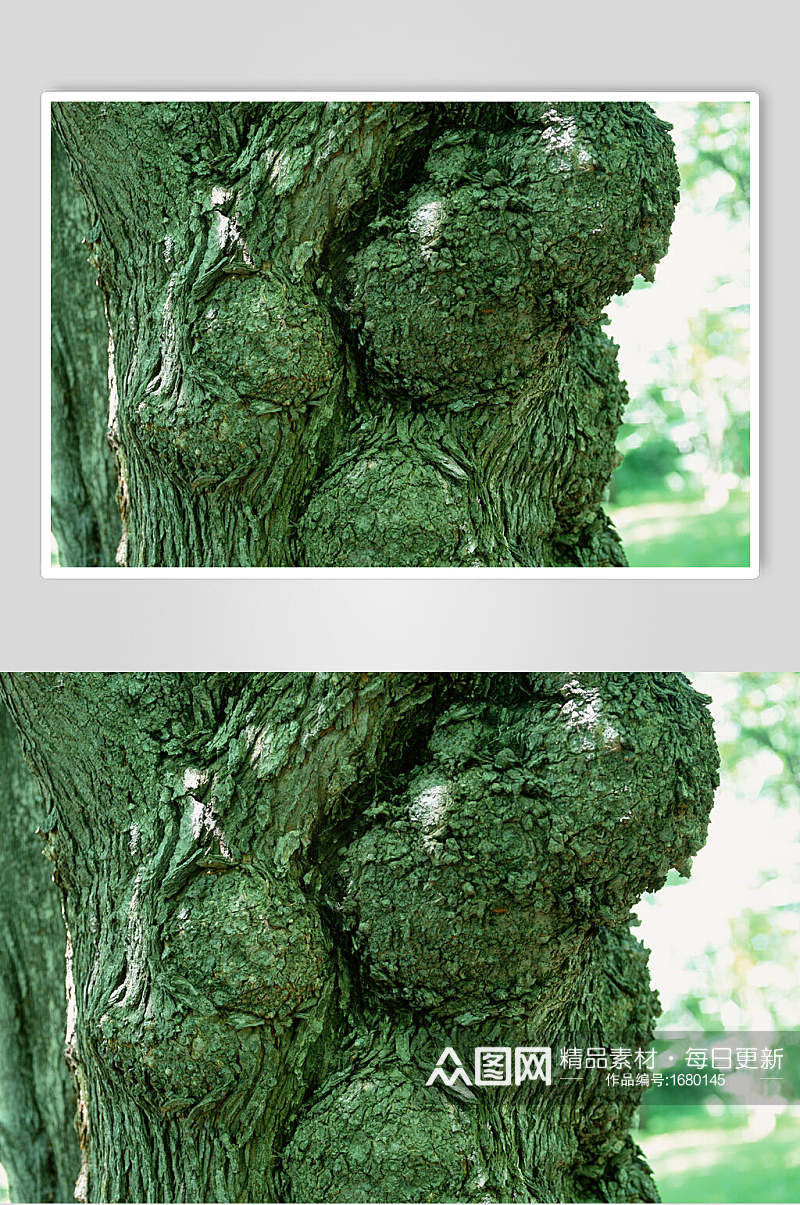 绿色树皮树纹放大局部图片素材