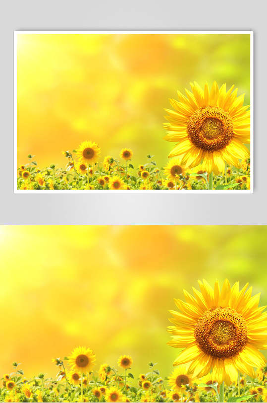 黄色向日葵高清图片