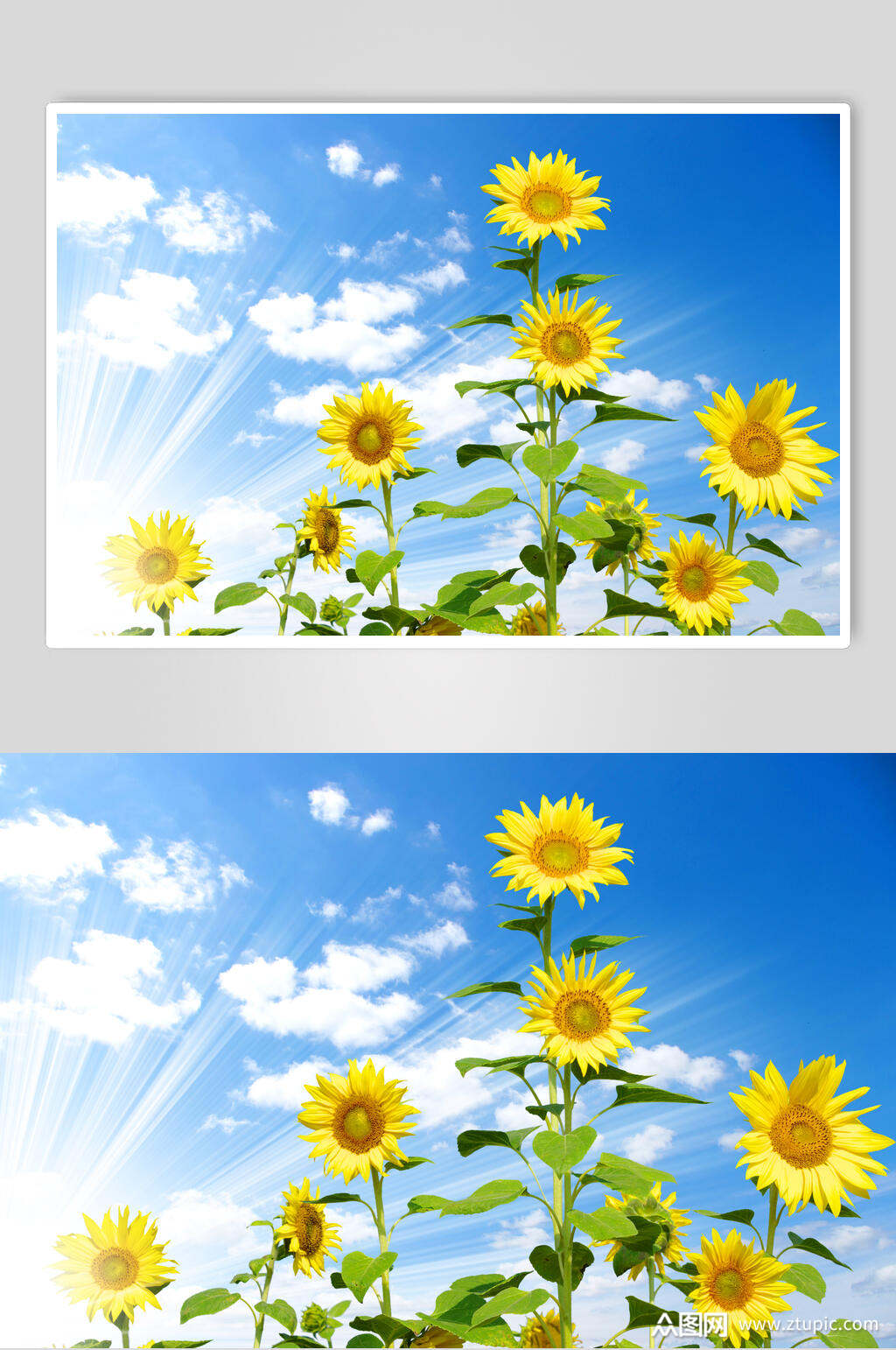清新向日葵植物图片模板下载-编号1689750-众图网