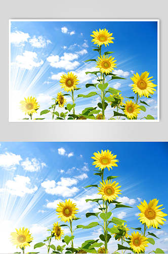 清新向日葵植物图片