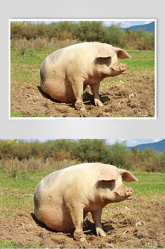 粉色猪烤乳猪外景摄影图