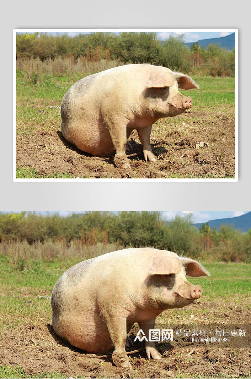 粉色猪烤乳猪外景摄影图素材