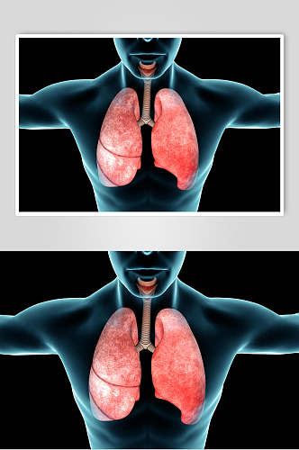 正面展示心脏肺部人体器官图片