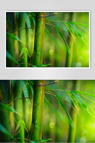 午后竹子竹林高清图片