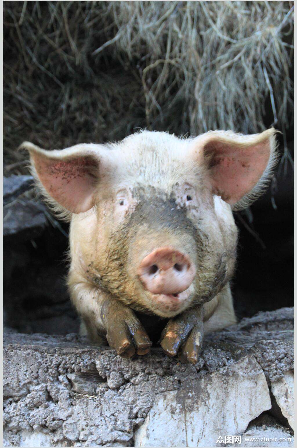 粉色泥巴猪外景摄影图素材