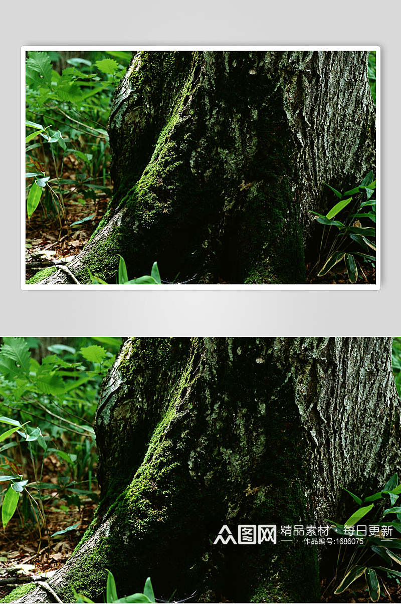 绿色老树皮肤纹理摄影图素材