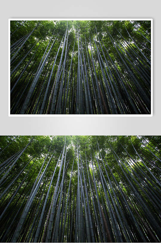 深山竹子竹林高清图片