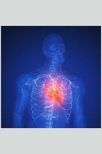 独特心脏肺部人体器官图片