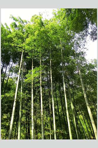 竹子竹林竹海高清图片